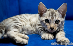 Bengal silver rosetted